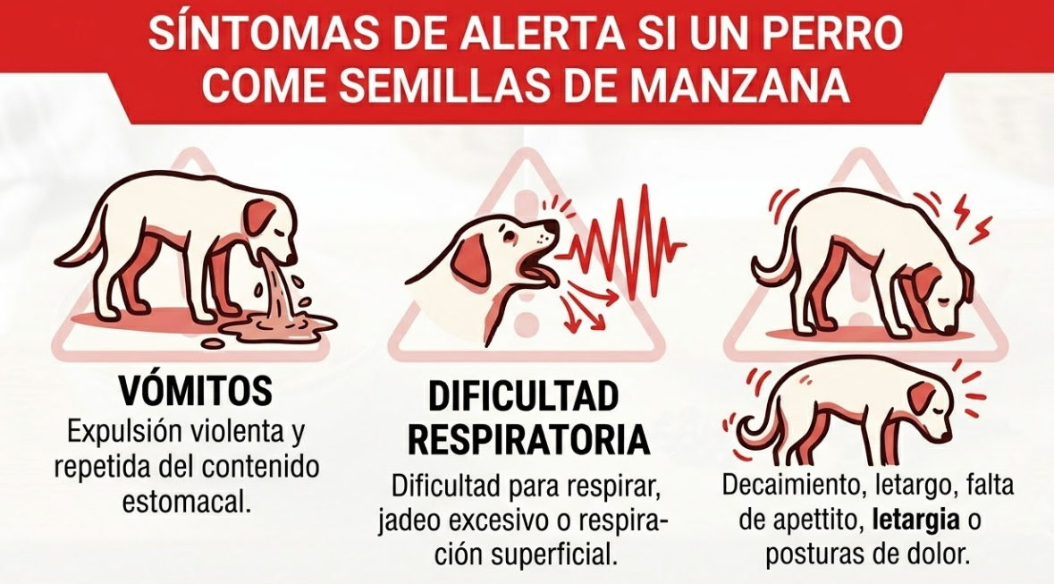 apple prohibitions for dogs